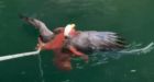 Tentacles vs. talons: Octopus battles bald eagle in video shot off B.C. coast