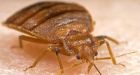 Someone released bedbugs in a Pennsylvania Walmart and now police are investigating
