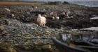 Belching in a good way: How livestock could learn from Orkney sheep