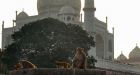 Fears of Monkey Attack on Donald Trump Loom as Delhi Officials Prepare for Taj Mahal Visit