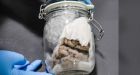 Human brain seized in mail truck on US-Canada border