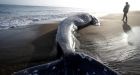 Solar storms may be linked to mass grey whale strandings