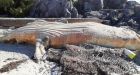 Entangled humpback whale found dead on remote B.C. island