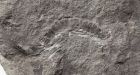 Scientists find oldest fossil of a land animal