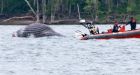 Wandering humpback whale likely killed in ship collision, says necropsy team