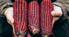 Jimmy Red, The Forgotten Bootleggers' Corn Gets A Second Life  : The Salt : NPR