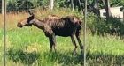 Animal rights activists rally at Greater Vancouver Zoo after emaciated moose put down
