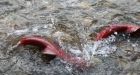 Majority of early Fraser River sockeye run won't make it to spawning grounds, report suggests