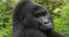 Killer of Rafiki, Uganda's rare silverback mountain gorilla, jailed