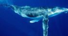Ningaloo Reef: Woman injured by humpback whale at Australian tourist spot