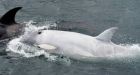Rare white orca sighted off Alaskan coast