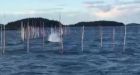 Humpback whale trapped in Campobello fishing weir
