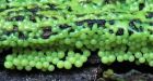 Ew, what is that' Photographer captures gross, beautiful slime moulds around Yellowknife