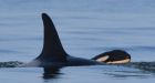 Orca that carried dead calf for 17 days gives birth to healthy new baby