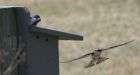 Swallows destroyed in their nesting boxes as vandalism escalates