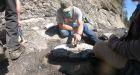 Amateur fossil hunter finds 84-million-year-old fossilized turtle on Vancouver Island