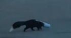 'Law and Odour': Ontario police officer rescues skunk with cup stuck on its head