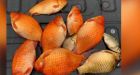 Invasive goldfish and koi become a problem at 3 Lethbridge, AB. parks