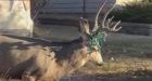 Deer with Christmas lights in its antlers catches residents' attention in Okotoks, AB