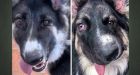 Alberta canine adored for 'wonky face' to be united with his doppelgänger dog