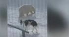 When Nanuk met nanuq: Dog and polar bear come nose to nose in Black Tickle