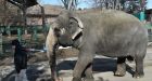 Wading pool for Lucy planned, Edmonton zoo named worst for elephants on continent