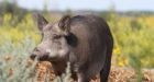 Feral pigs may outsmart Alberta's new bounty hunters, boar expert warns