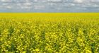 China has lifted a 3-year ban on Canadian canola, Ottawa says