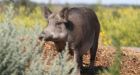 Without intervention, 'superpigs' could soon invade Alberta cities, researcher warns