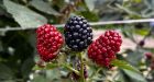 U.S. fruit sellers look to Canada for berry production amid drought, rising costs