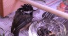 B.C. wildlife rescue warns of glue trap dangers