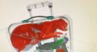 Cat found stuck in bag at JFK airport