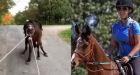 Horse-dragged video sees Ontario woman charged