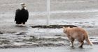 Eagle-versus-cat standoff in Vancouver park captured in photos, video