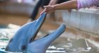 Beluga whale and bottlenose dolphin die at Marineland, Ontario government says