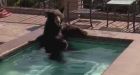 Black bear caught taking a dip in California hot tub