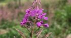 How fireweed offers hope amid B.C.'s worst wildfire summer on record