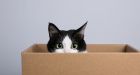 Why Do Cats Love Boxes So Much'