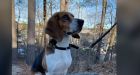 Search dog sniffs out mummified monkeys in luggage