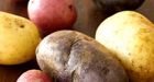All eyes on the Year of the Potato