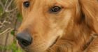 Family awaiting answers in dogs' shooting deaths