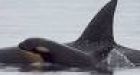 New baby born to resident killer whales