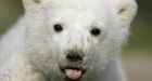 Berlin Zoo's celebrity polar bear Knut celebrates 1st birthday