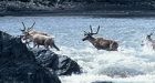 Aboriginal leaders propose ways to protect N.W.T. caribou herds