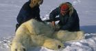 Leave animals alone, Inuit hunters tell scientists