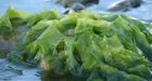 Group touts seaweed as warming weapon