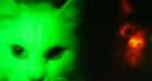 Scientists clone glow-in-the-dark cats