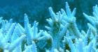 Barrier Reef could be gone within 30 years: study