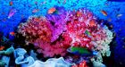 Global warming could kill coral reefs by 2050