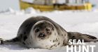 Seal industry may be 'doomed'